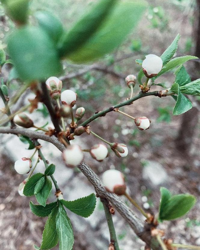 Як розквітає весняний Кам’янець-Подільський (ФОТО), фото №6 на сайті 20minut.ua