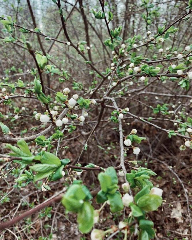 Як розквітає весняний Кам’янець-Подільський (ФОТО), фото №5 на сайті 20minut.ua