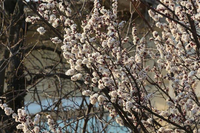 Як розквітає весняний Кам’янець-Подільський (ФОТО), фото №12 на сайті 20minut.ua