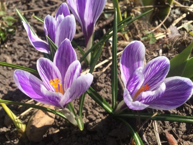 Як розквітає весняний Кам’янець-Подільський (ФОТО), фото №7 на сайті 20minut.ua