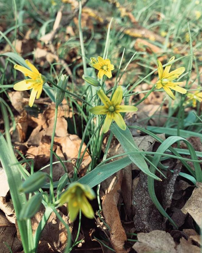 Як розквітає весняний Кам’янець-Подільський (ФОТО), фото №4 на сайті 20minut.ua