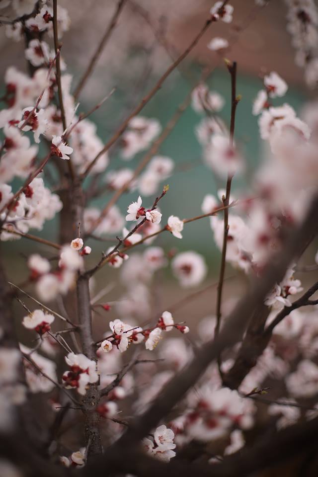 Як розквітає весняний Кам’янець-Подільський (ФОТО), фото №1 на сайті 20minut.ua