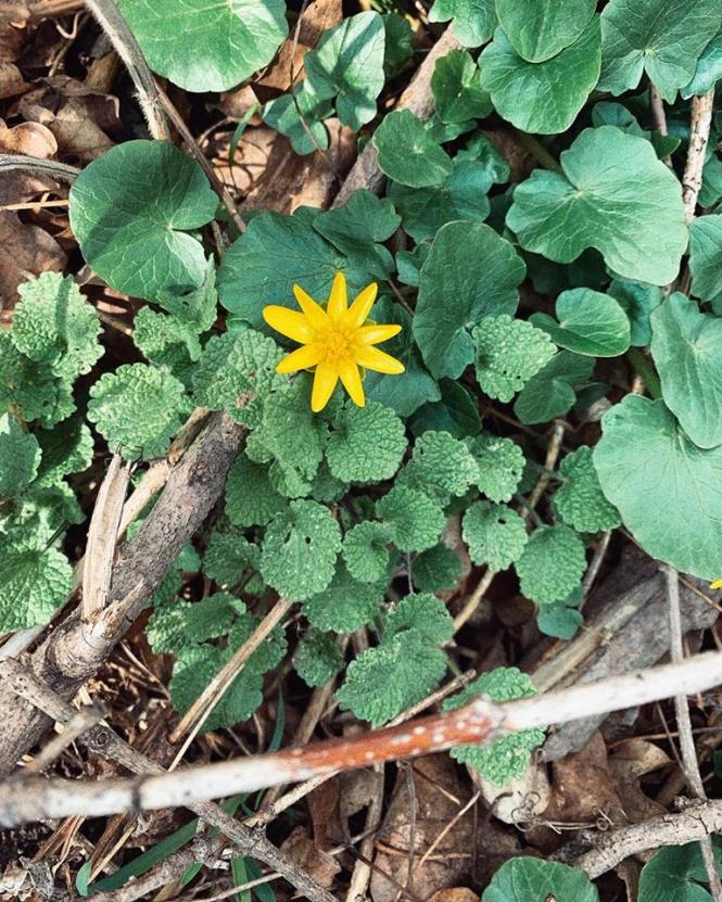 Як розквітає весняний Кам’янець-Подільський (ФОТО), фото №3 на сайті 20minut.ua