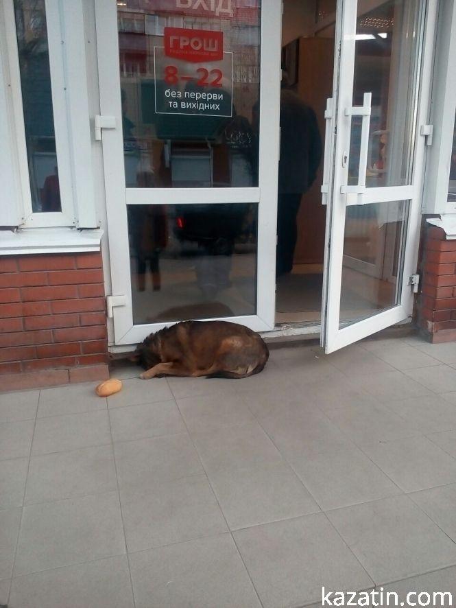 Фото дня: парковка на тротуарі, купи сміття та кумедні песики, фото №3 на сайті 20minut.ua