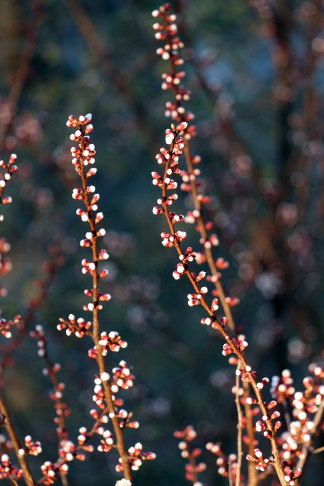 Як розквітає весняний Кам’янець-Подільський (ФОТО), фото №8 на сайті 20minut.ua