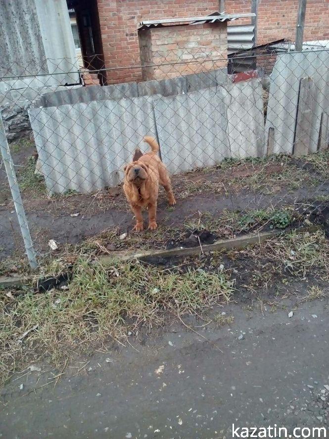 Фото дня: парковка на тротуарі, купи сміття та кумедні песики, фото №2 на сайті 20minut.ua