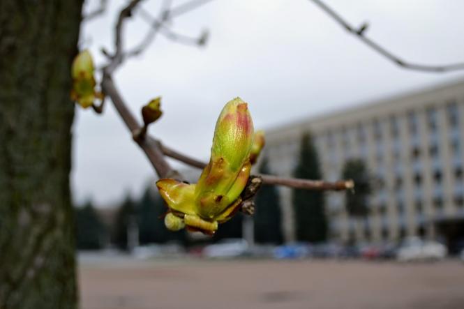 Як розквітає весняний Хмельницький (ФОТО), фото №3 на сайті vsim.ua