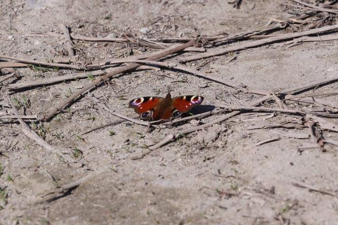 Як розквітає весняний Кам’янець-Подільський (ФОТО), фото №10 на сайті 20minut.ua