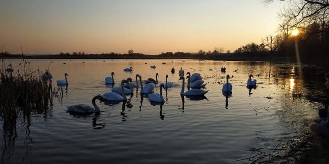 Кременчани публікують фото лебединої зграї, що зупинились на місцевому озері, фото №4 на сайті 20minut.ua