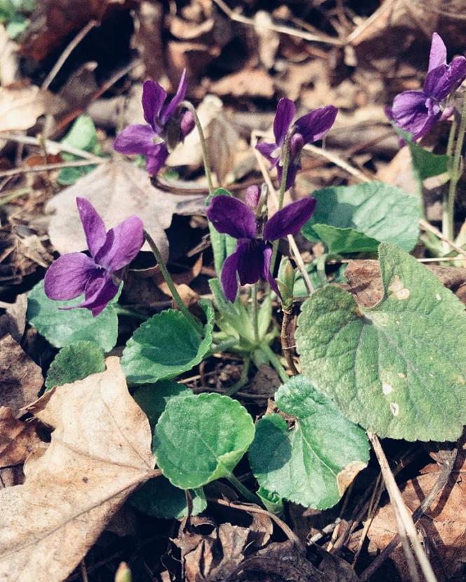 Як розквітає весняний Кам’янець-Подільський (ФОТО), фото №2 на сайті 20minut.ua