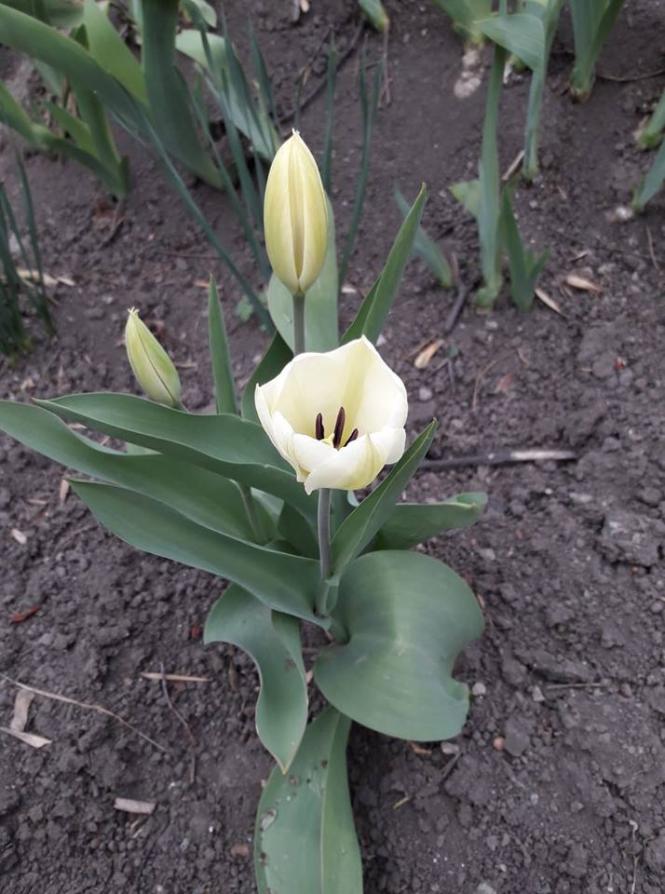 Як розквітає весняний Кам’янець-Подільський (ФОТО), фото №9 на сайті 20minut.ua