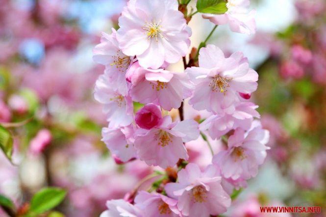 Новини Козятина - фото з У Вінниці зацвітають сакури У Вінниці зацвітають сакури, фото №2 на сайті 20minut.ua