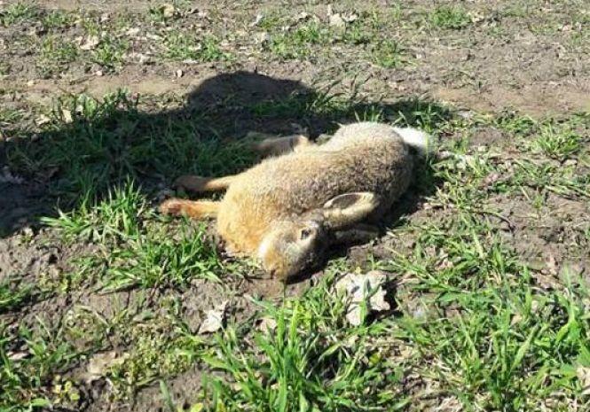 Новини Тернополя - фото з Мертві сови, сойки, зайці та борсуки. На полях Тернопільщини від отрутохімікатів гинуть звірі та птахи Мертві сови, сойки, зайці та борсуки. На полях Тернопільщини від отрутохімікатів гинуть звірі та птахи, фото №1 на сайті 20minut.ua