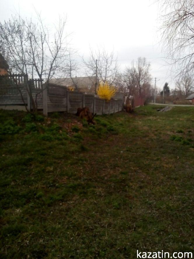 Фото дня: благоустрій територій та весняні квіти, фото №1 на сайті 20minut.ua