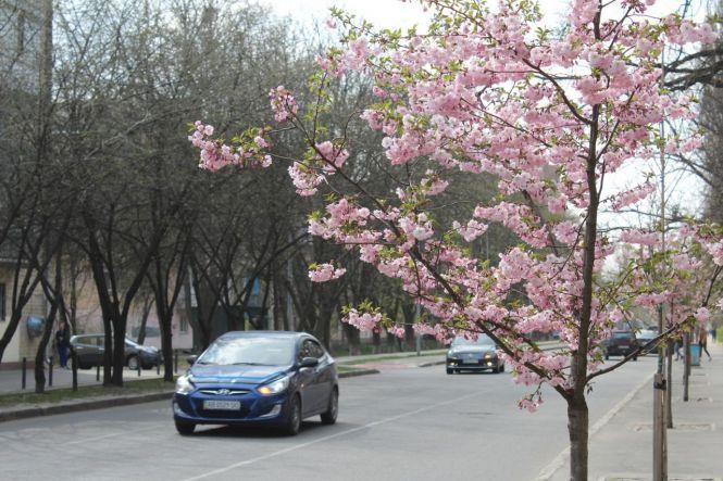 Новини Козятина - фото з У Вінниці зацвітають сакури У Вінниці зацвітають сакури, фото №1 на сайті 20minut.ua
