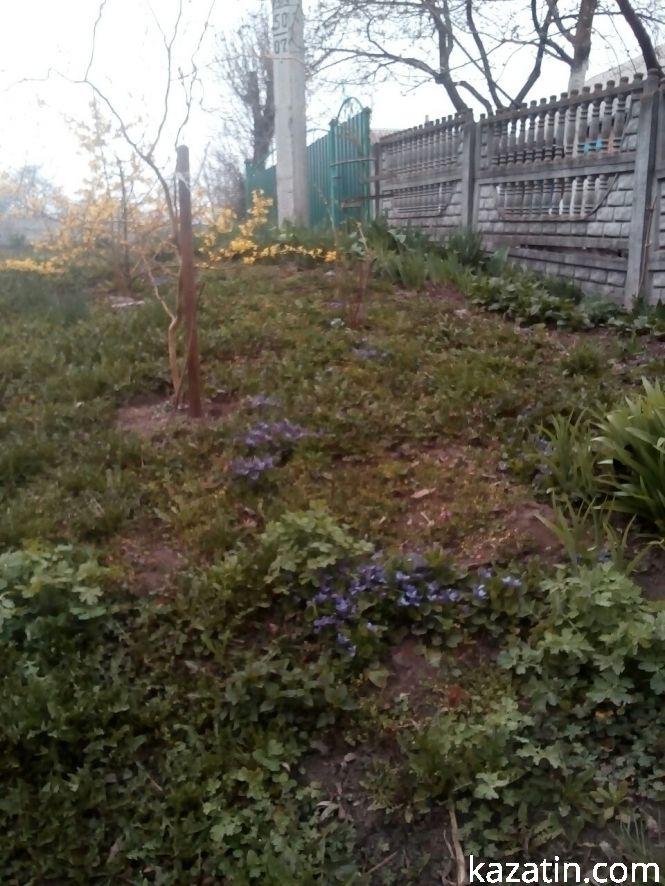 Фото дня: благоустрій територій та весняні квіти, фото №2 на сайті 20minut.ua