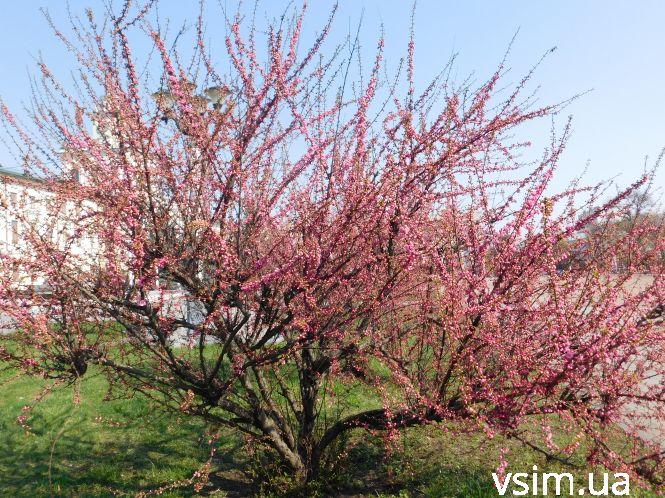 У Хмельницькому зацвіла сакура (ФОТО), фото №8 на сайті vsim.ua