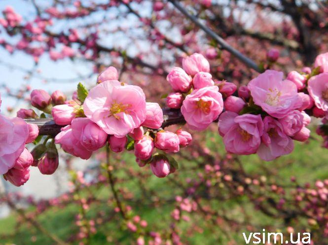 У Хмельницькому зацвіла сакура (ФОТО), фото №1 на сайті vsim.ua