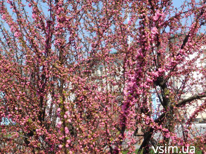 У Хмельницькому зацвіла сакура (ФОТО), фото №7 на сайті vsim.ua