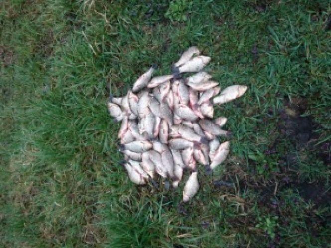 Новини Хмельницького - фото з Риби на 17 тисяч гривень виловили браконьєри на Хмельниччині Риби на 17 тисяч гривень виловили браконьєри на Хмельниччині, фото №1 на сайті vsim.ua