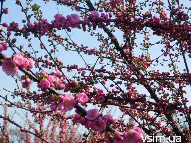 У Хмельницькому зацвіла сакура (ФОТО), фото №6 на сайті vsim.ua