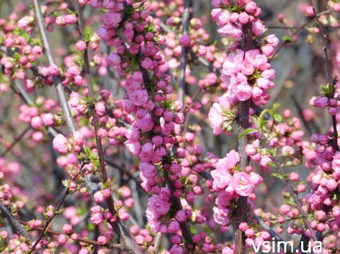 У Хмельницькому зацвіла сакура (ФОТО), фото №4 на сайті vsim.ua