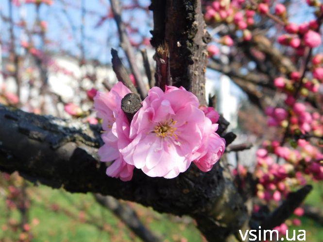 У Хмельницькому зацвіла сакура (ФОТО), фото №5 на сайті vsim.ua