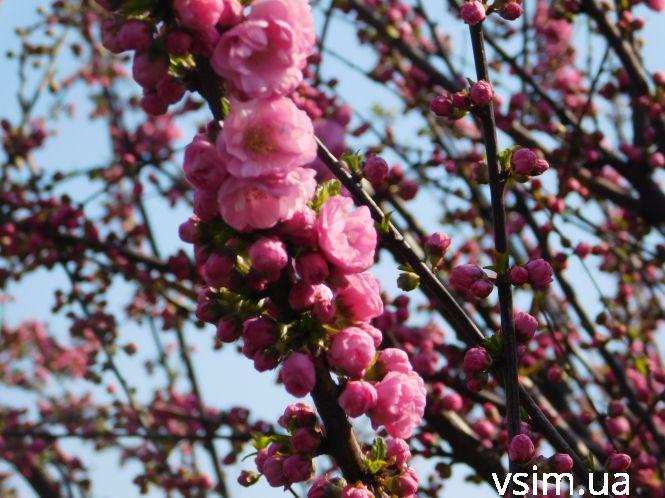 У Хмельницькому зацвіла сакура (ФОТО), фото №2 на сайті vsim.ua