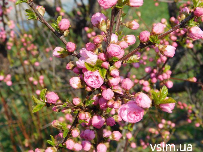 У Хмельницькому зацвіла сакура (ФОТО), фото №3 на сайті vsim.ua