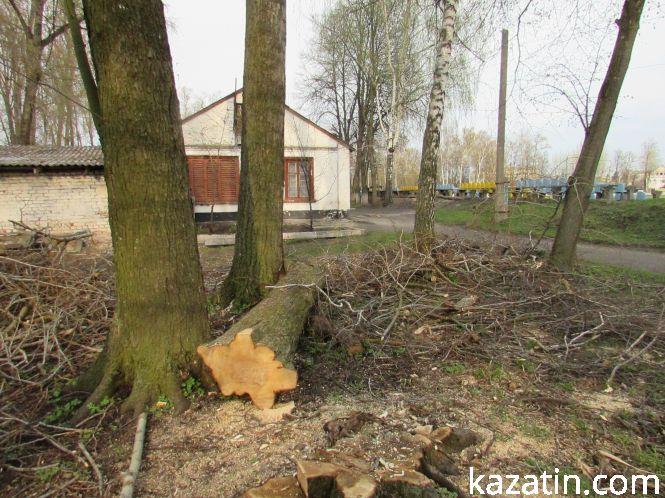 Фото дня: на території міського стадіону поспилювали дерева, фото №1 на сайті 20minut.ua