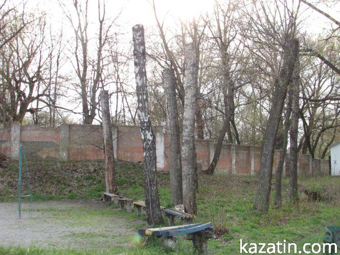 Фото дня: на території міського стадіону поспилювали дерева, фото №3 на сайті 20minut.ua