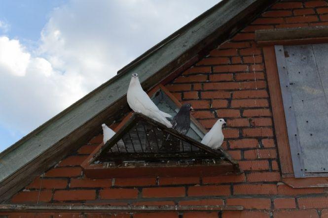 “Лю-лю-лю” замість тисячі слів: хмельничанин 70 років живе з голубами, фото №4 на сайті vsim.ua