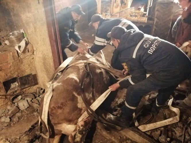 Новини Вінниці - фото з Корова впала до погреба: тварину діставали понад 3 години Корова впала до погреба: тварину діставали понад 3 години, фото №2 на сайті 20minut.ua