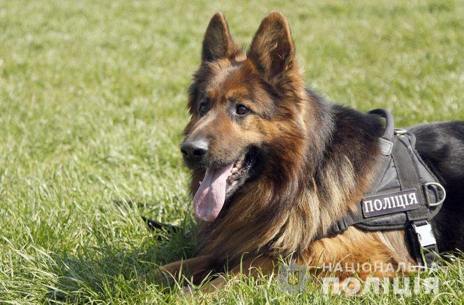 Новини Хмельницького - фото з Професійний майстер-клас та польова кухня: хмельницькі школярі завітали у гості до кінологів Професійний майстер-клас та польова кухня: хмельницькі школярі завітали у гості до кінологів, фото №6 на сайті vsim.ua