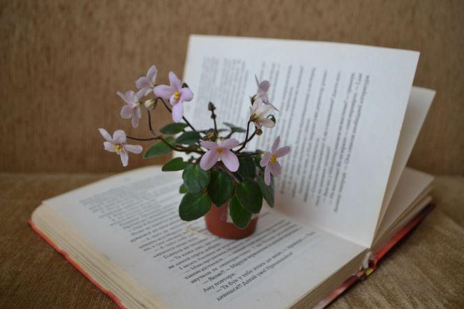 Новини Тернополя - фото з "Я закохалася у ці квіти". Тернополянка вирощує крихітні сорти фіалок "Я закохалася у ці квіти". Тернополянка вирощує крихітні сорти фіалок, фото №2 на сайті 20minut.ua