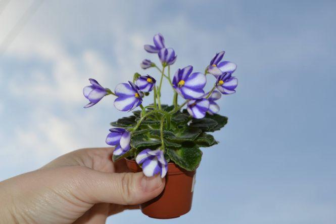 Новини Тернополя - фото з "Я закохалася у ці квіти". Тернополянка вирощує крихітні сорти фіалок "Я закохалася у ці квіти". Тернополянка вирощує крихітні сорти фіалок, фото №3 на сайті 20minut.ua