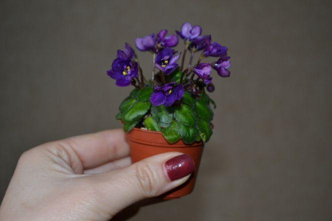 Новини Тернополя - фото з "Я закохалася у ці квіти". Тернополянка вирощує крихітні сорти фіалок "Я закохалася у ці квіти". Тернополянка вирощує крихітні сорти фіалок, фото №1 на сайті 20minut.ua