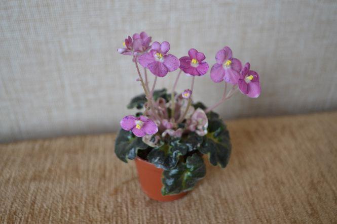 Новини Тернополя - фото з "Я закохалася у ці квіти". Тернополянка вирощує крихітні сорти фіалок "Я закохалася у ці квіти". Тернополянка вирощує крихітні сорти фіалок, фото №4 на сайті 20minut.ua