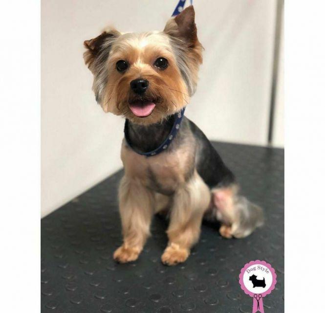 Найпопулярніші породи собак у Кам’янці-Подільському, фото №3 на сайті 20minut.ua