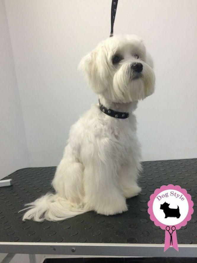 Найпопулярніші породи собак у Кам’янці-Подільському, фото №5 на сайті 20minut.ua