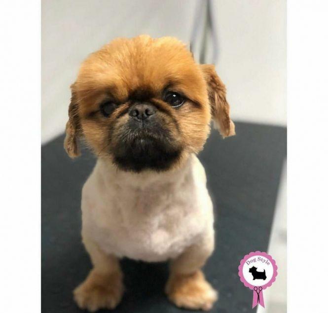 Найпопулярніші породи собак у Кам’янці-Подільському, фото №4 на сайті 20minut.ua