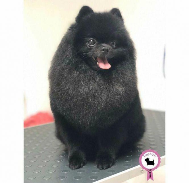 Найпопулярніші породи собак у Кам’янці-Подільському, фото №1 на сайті 20minut.ua