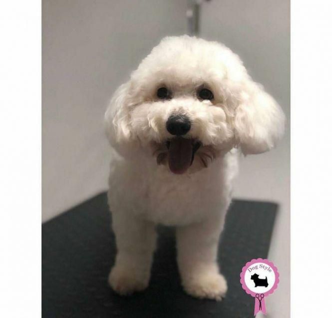 Найпопулярніші породи собак у Кам’янці-Подільському, фото №2 на сайті 20minut.ua