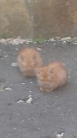 Новини Тернополя - фото з Тернополянам нагадали, чи можна тримати котів і собак у підвалах багатоповерхівок Тернополянам нагадали, чи можна тримати котів і собак у підвалах багатоповерхівок, фото №1 на сайті 20minut.ua
