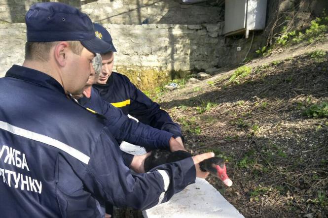 Новини Кам'янця-Подільського - фото з Кам’янецькі рятувальники витягли лебедя з каньйону Кам’янецькі рятувальники витягли лебедя з каньйону, фото №1 на сайті 20minut.ua