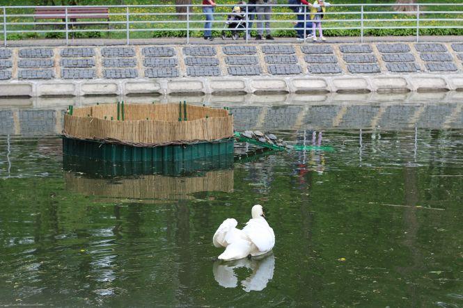 На озеро біля Центрального парку повернули лебедів (ФОТО ДНЯ), фото №2 на сайті 20minut.ua