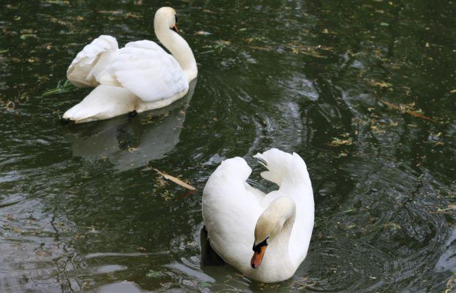 На озеро біля Центрального парку повернули лебедів (ФОТО ДНЯ), фото №1 на сайті 20minut.ua
