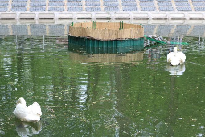 На озеро біля Центрального парку повернули лебедів (ФОТО ДНЯ), фото №3 на сайті 20minut.ua