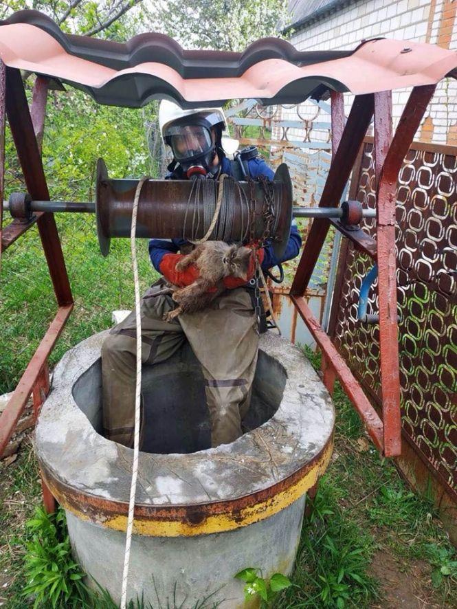 Операція «спасіння вагітної кішки»: у селі Славне рятувальники залізли  у криницю, фото №2 на сайті 20minut.ua