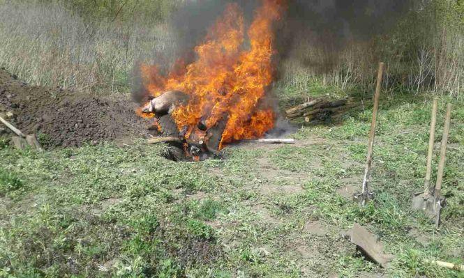 У Підволочиському районі ліквідували спалах африканської чуми свиней, фото №2 на сайті 20minut.ua
